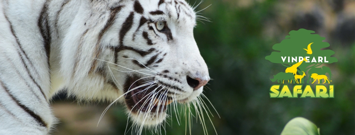 THIẾT KẾ BỘ NHẬN DIỆN THƯƠNG HIỆU VINPEARL SAFARI