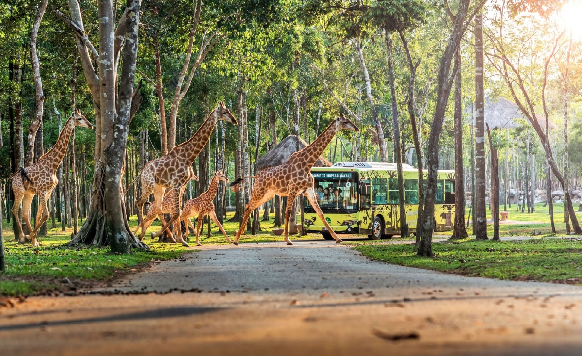 THIẾT KẾ BỘ NHẬN DIỆN THƯƠNG HIỆU VINPEARL SAFARI