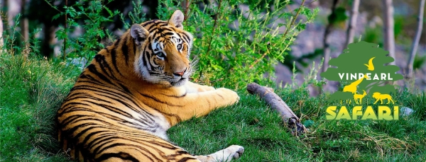 THIẾT KẾ BỘ NHẬN DIỆN THƯƠNG HIỆU VINPEARL SAFARI